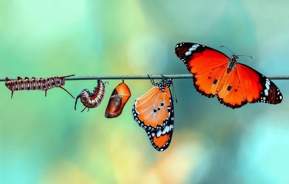 Evolution du papillon