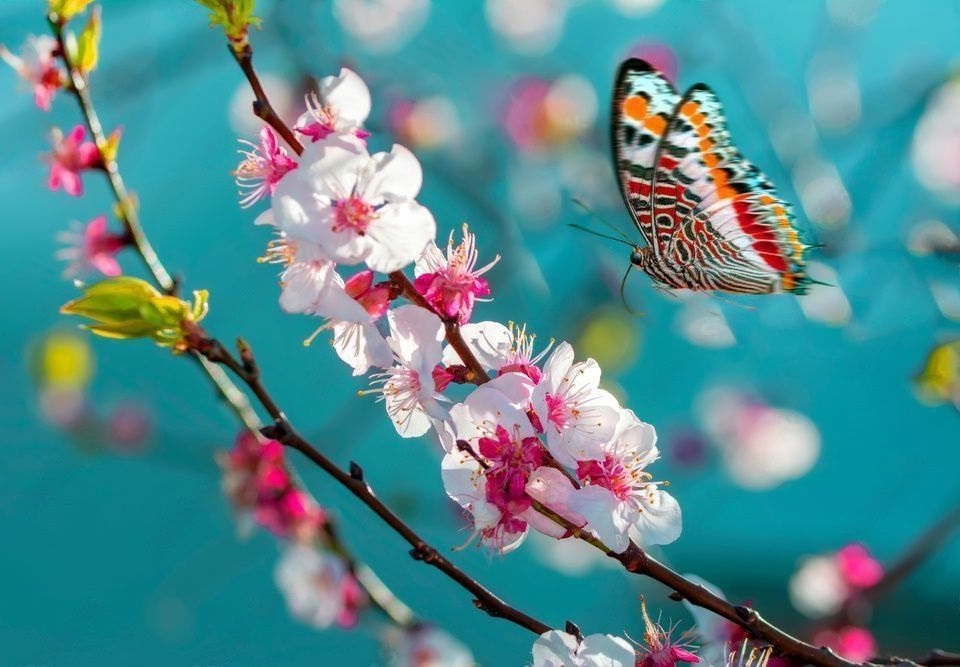 Papillon sur arbre de cerisier en fleurs